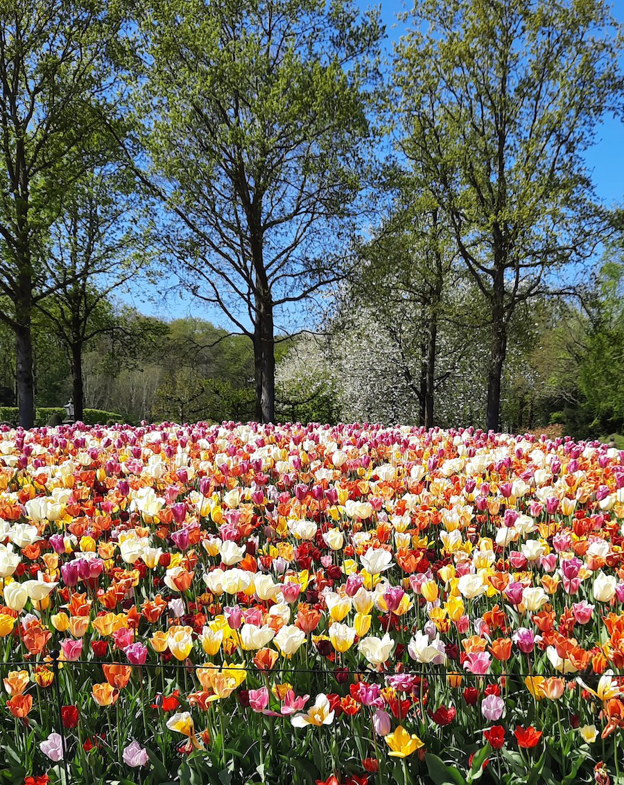 blumen_keukemhof.png